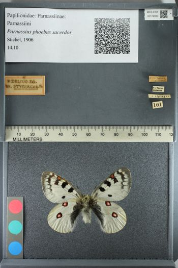 Media type: image;   Entomology 174330